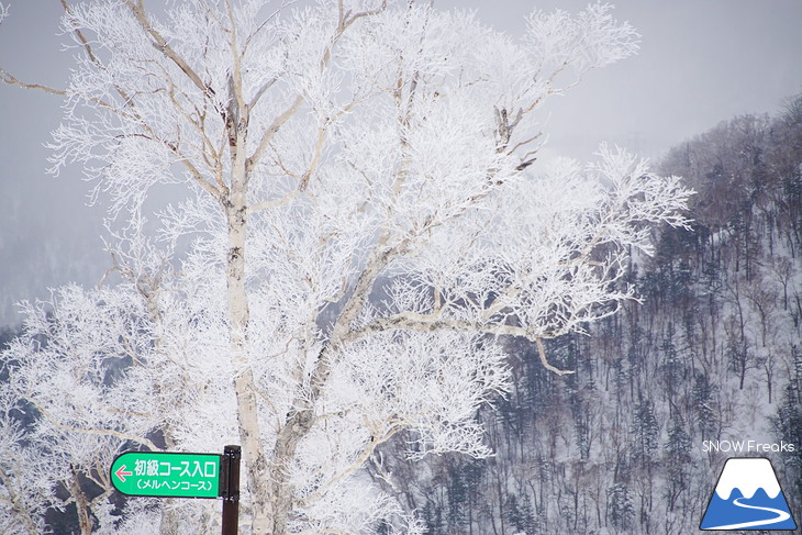 札幌国際スキー場 Welcome back POWDER SNOW !! ～パウダースノー復活～